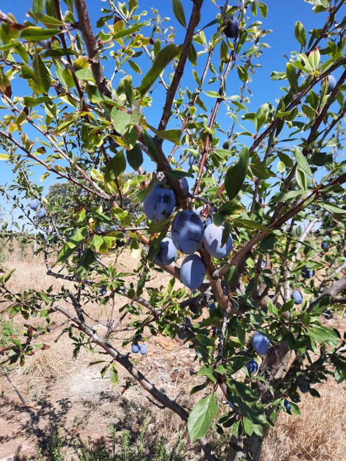 Monte Da Figueira Βίλα Amareleja Εξωτερικό φωτογραφία